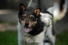 Zeus szuka ciepłego domu - 3