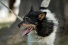 Zeus szuka ciepłego domu - 2