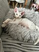 devon rex kociaki - 15