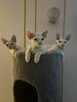 devon rex kociaki - 11