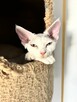 devon rex kociaki - 9