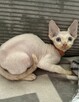 devon rex kociaki - 16