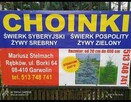 Choinki świerki - 1
