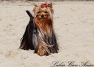 Yorkshire terrier FCI - 3