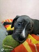 8 wspaniałych szczeniaczków cane corso - 8