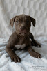 American Pitbull Terrier - 3