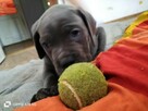 8 wspaniałych szczeniaczków cane corso - 10