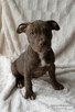 American Pitbull Terrier - 2