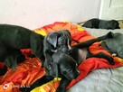 8 wspaniałych szczeniaczków cane corso - 9