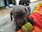 8 wspaniałych szczeniaczków cane corso - 11