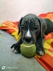 8 wspaniałych szczeniaczków cane corso - 7