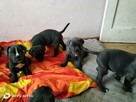 8 wspaniałych szczeniaczków cane corso - 12
