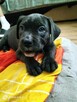 8 wspaniałych szczeniaczków cane corso - 15