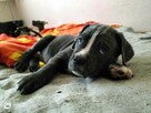 8 wspaniałych szczeniaczków cane corso - 16