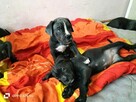 8 wspaniałych szczeniaczków cane corso - 13