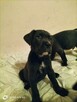 8 wspaniałych szczeniaczków cane corso - 2