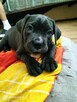 8 wspaniałych szczeniaczków cane corso - 5