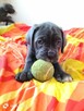 8 wspaniałych szczeniaczków cane corso - 4