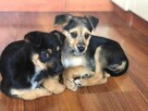 Miło do adopcji - 3
