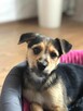 Miło do adopcji - 4