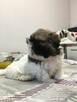 Shih-tzu - 3