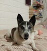 Pinio szuka domu, pies, mały - 10