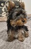 Yorkshire terrier - 3