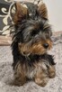 Yorkshire terrier - 1