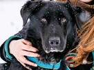 ROSMAN - piękny pies w typie labradora szuka domu - 1