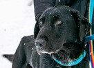 ROSMAN - piękny pies w typie labradora szuka domu - 3