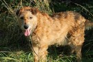 Piesek Brego do adopcji - 3