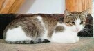 CHANEL - piękna, drobna koteczka szuka domu - 1