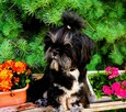Shih-tzu reproduktor/krycie - 6