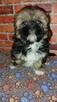 Chlopak Shih-tzu - 3