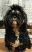 Shih-tzu reproduktor/krycie - 5