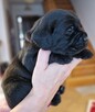 Labrador Retriever ZKwP O/ Kraków - 10
