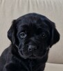 Labrador Retriever ZKwP O/ Kraków - 1