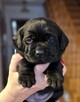 Labrador Retriever ZKwP O/ Kraków - 9