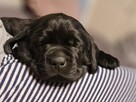 Labrador Retriever ZKwP O/ Kraków - 6