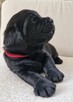 Labrador Retriever ZKwP O/ Kraków - 3