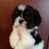 SHIH TZU -Śliczne szczenięta -ODBIÓR Wrzesień hodowla domowa - 6