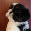 SHIH TZU -Śliczne szczenięta -ODBIÓR Wrzesień hodowla domowa - 5