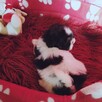 SHIH TZU -Śliczne szczenięta -ODBIÓR Wrzesień hodowla domowa - 2