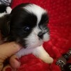 Shih tzu śliczne puchate szczenięta Pieski i Suczki - 5