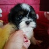 SHIH TZU -Śliczne szczenięta -ODBIÓR Wrzesień hodowla domowa - 3