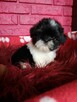 SHIH TZU - szczenięta - Pieski , Suczki - 9