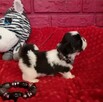 Shih tzu śliczne puchate szczenięta Pieski i Suczki - 6