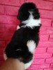 SHIH TZU - szczenięta - Pieski , Suczki - 11