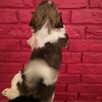 **Suczki**Szczenięta rasy SHIH TZU - 5