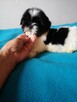 SHIH TZU - szczenięta - Pieski , Suczki - 2